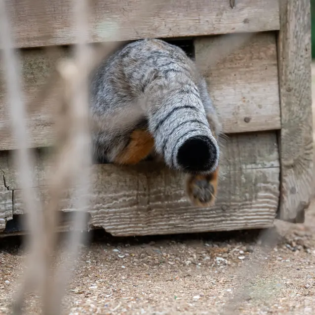 A photograph of Altai in Port Lympne Wild Animal Park
