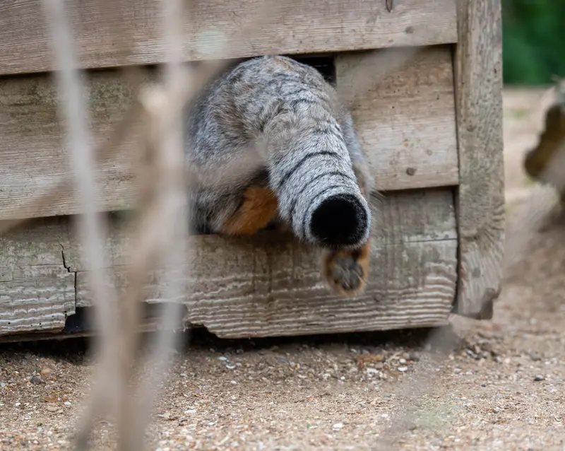 A photograph of Altai in Port Lympne Wild Animal Park