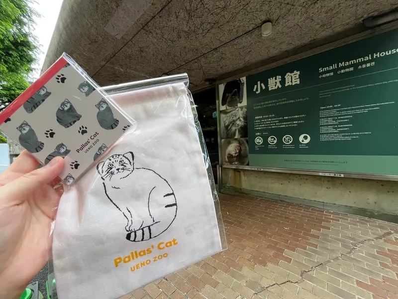 A photograph of a Pallas's cat in Ueno Zoological Gardens