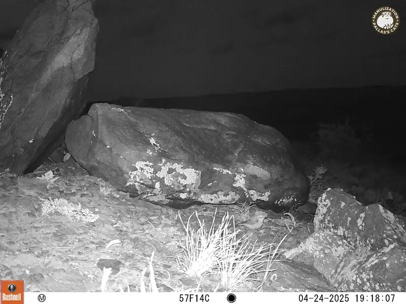 A photograph of a Pallas&#039;s cat from Koshkar camera trap