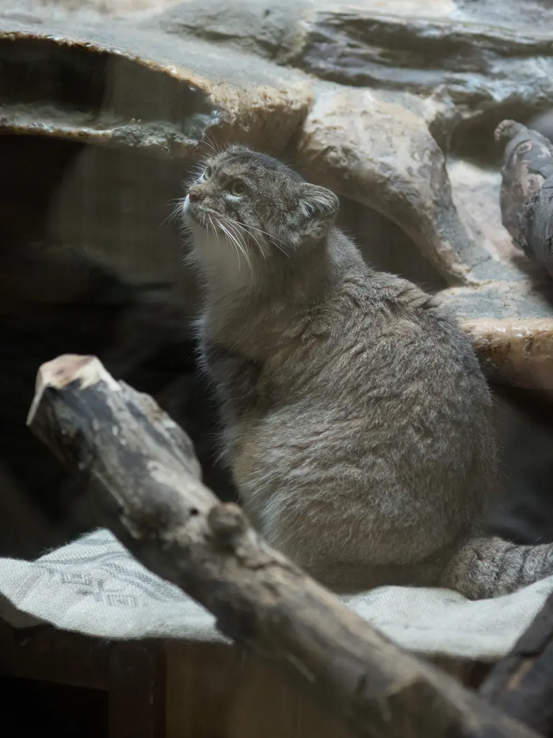 A photograph of Primula in Ueno Zoological Gardens