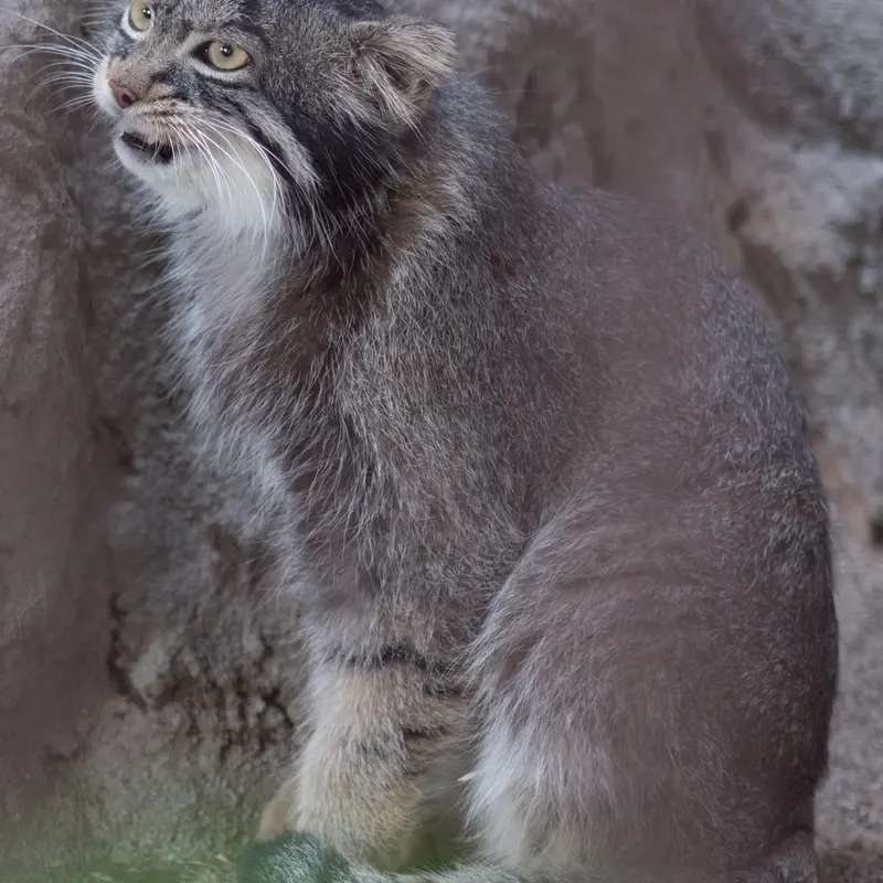 A photograph of Figa in Nogeyama Zoo