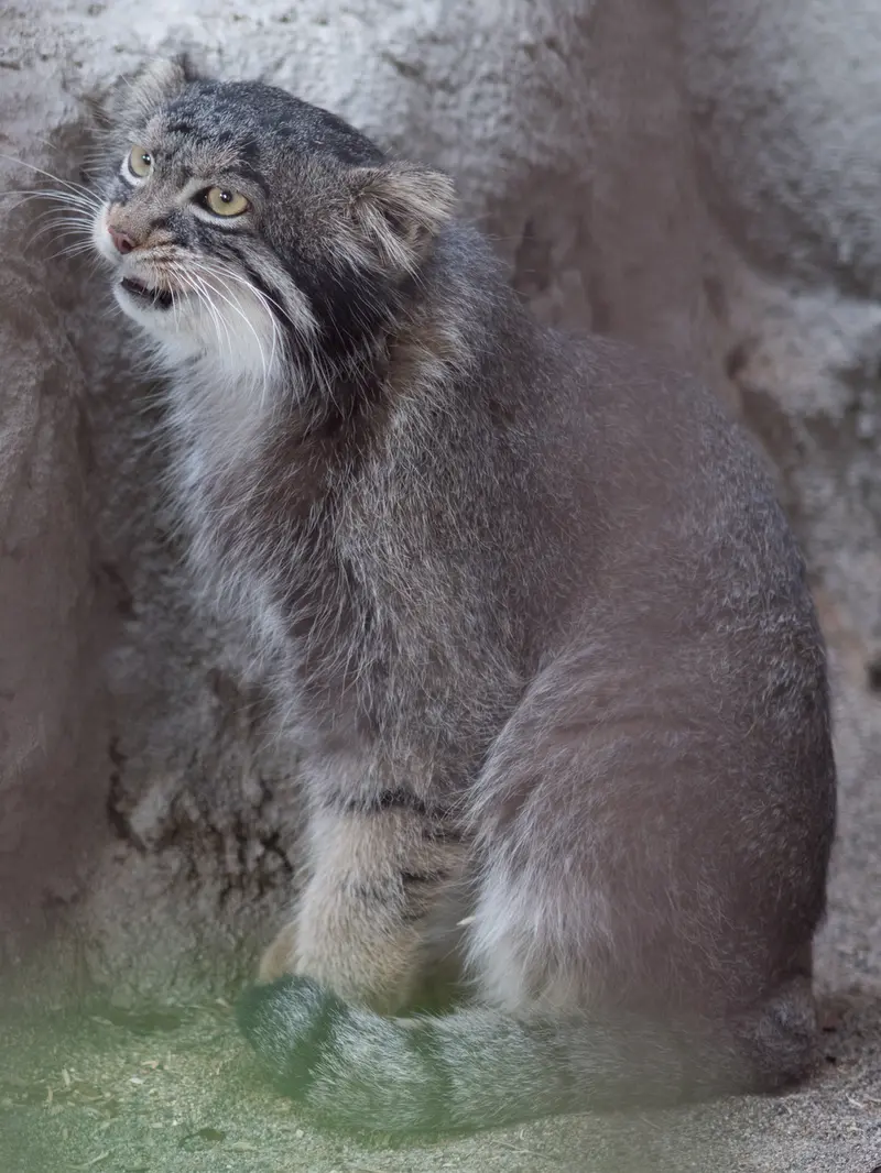 A photograph of Figa in Nogeyama Zoo