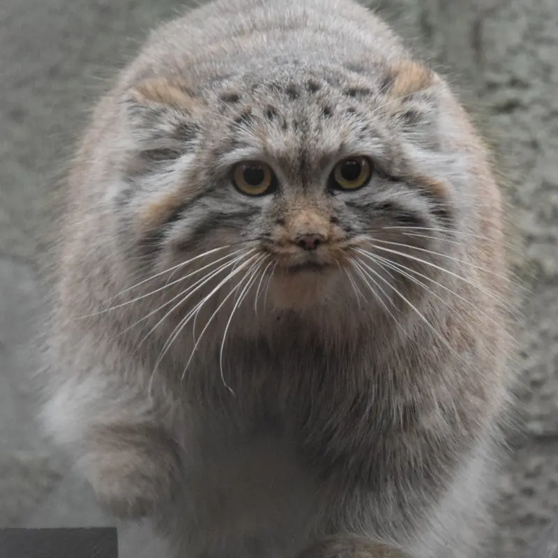 A photograph of Lucy in Budapest Zoo &amp; Botanical Garden