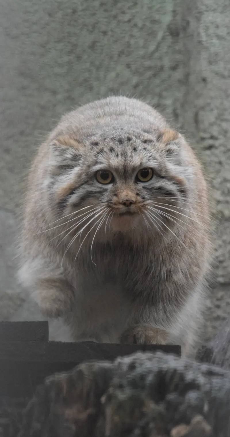 A photograph of Lucy in Budapest Zoo &amp; Botanical Garden