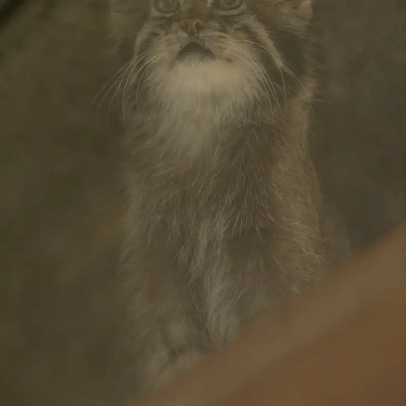 A photograph of Klyon in Ueno Zoological Gardens