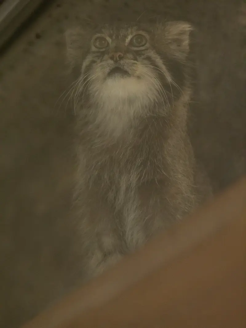 A photograph of Klyon in Ueno Zoological Gardens