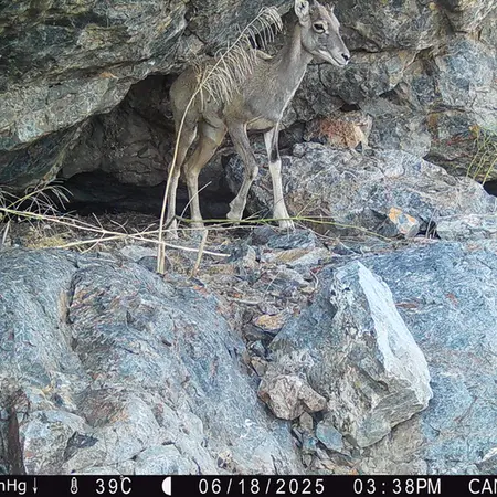 A photograph of Argali from Zhundy 1 camera trap