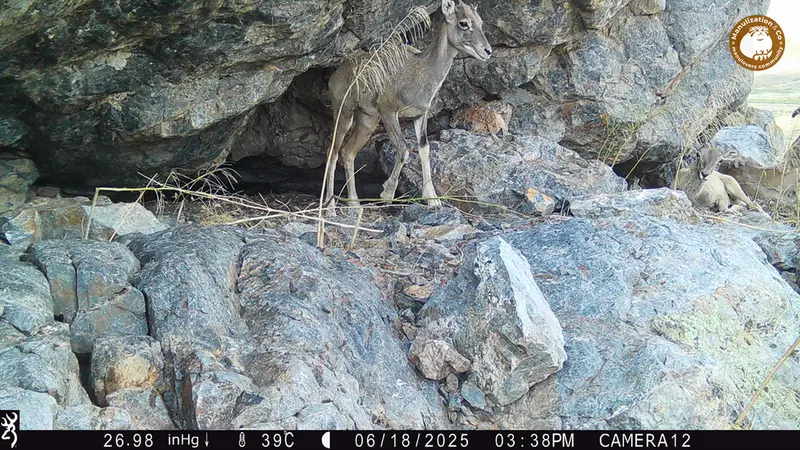 A photograph of Argali from Zhundy 1 camera trap