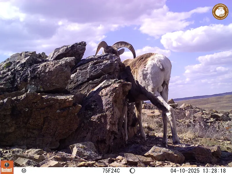 A photograph of Argali from Karashoky camera trap