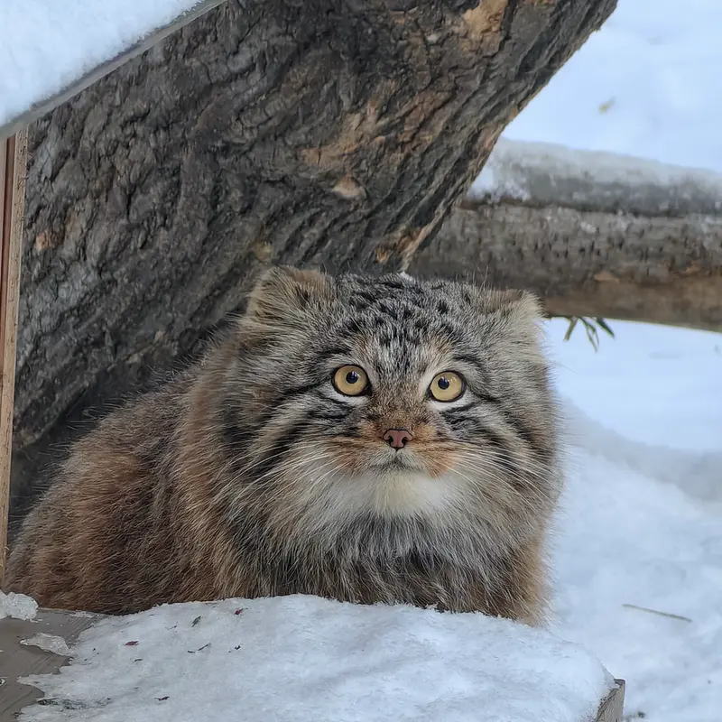 A photograph of Son of Snezhinka b.2025 Ⅲ in Novosibirsk Zoo