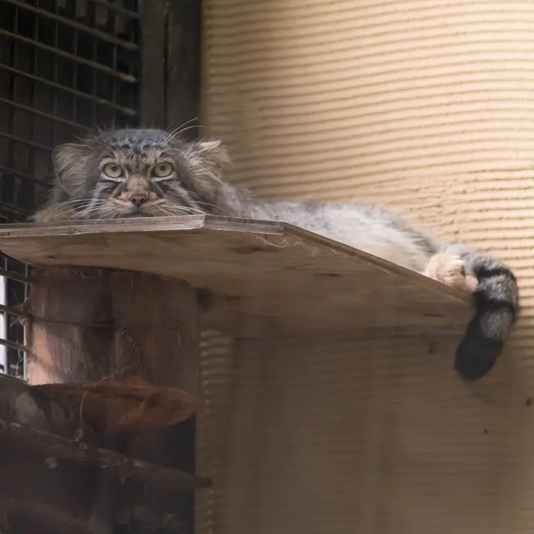 A photograph of Hide in Asahiyama Zoo