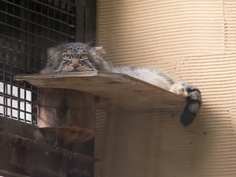 A photograph of Hide in Asahiyama Zoo