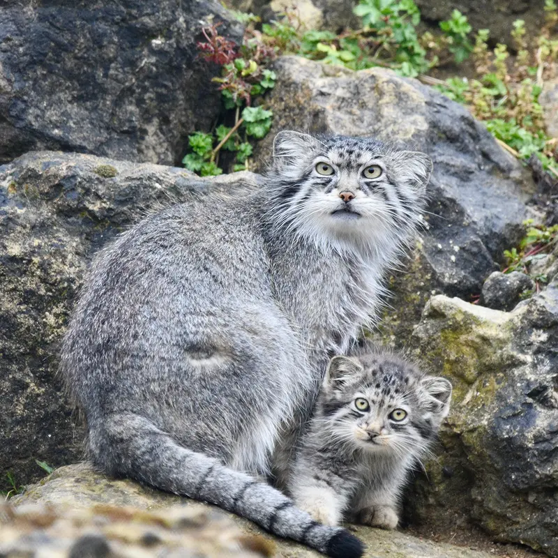 A photograph of Namuu in Port Lympne Wild Animal Park