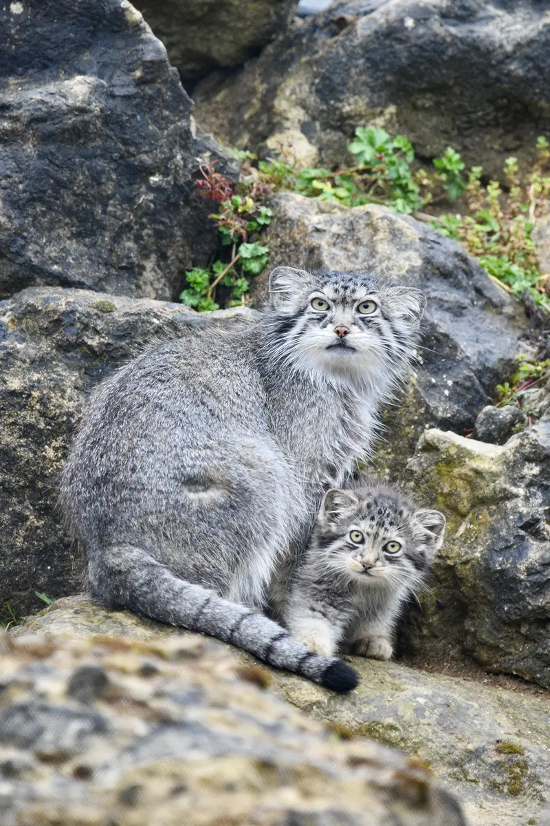 A photograph of Namuu in Port Lympne Wild Animal Park