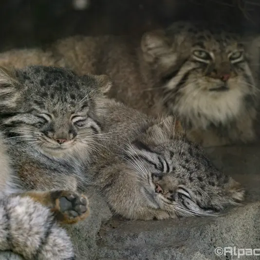 A photograph of Az, Teru, and Mei in Kobe Animal Kingdom