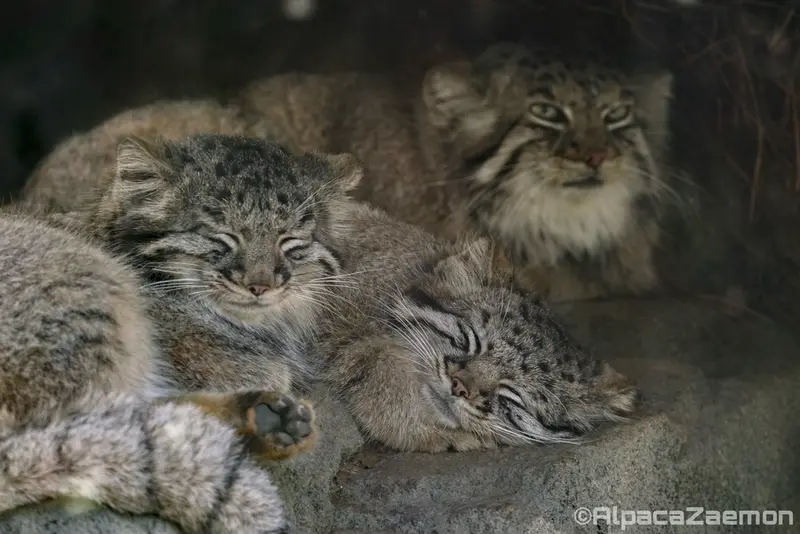A photograph of Az, Teru, and Mei in Kobe Animal Kingdom