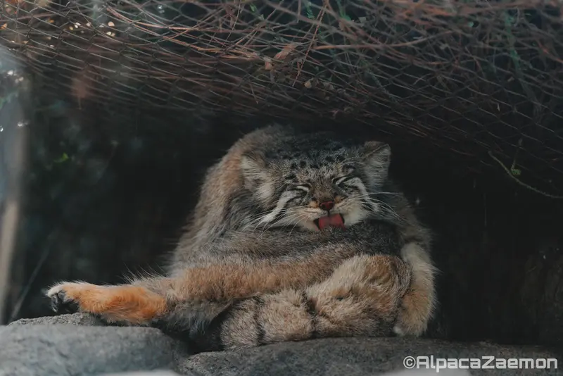 A photograph of Az in Kobe Animal Kingdom