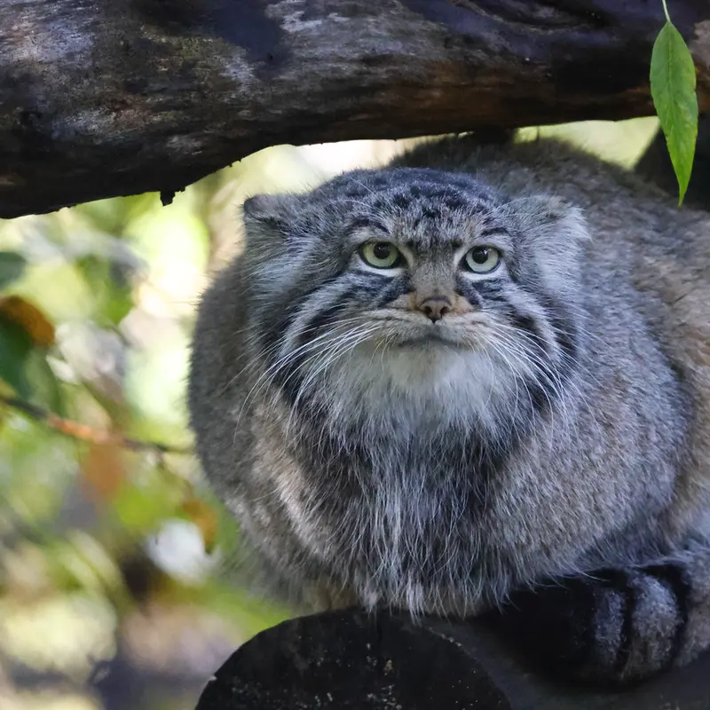 A photograph of Zosya in Novosibirsk Zoo
