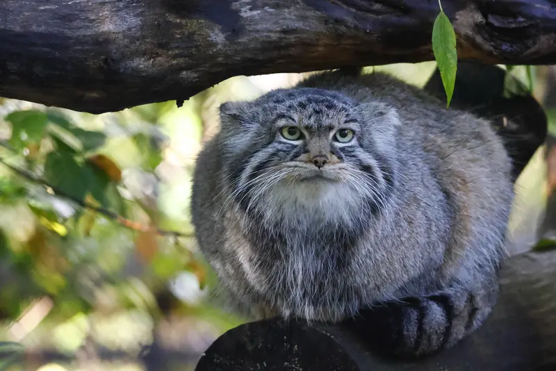 A photograph of Zosya in Novosibirsk Zoo