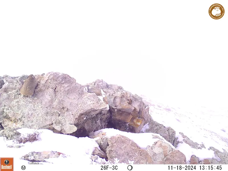 A photograph of Pika from Besshoky 1 camera trap