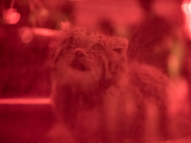 A photograph of Naim in Ueno Zoological Gardens