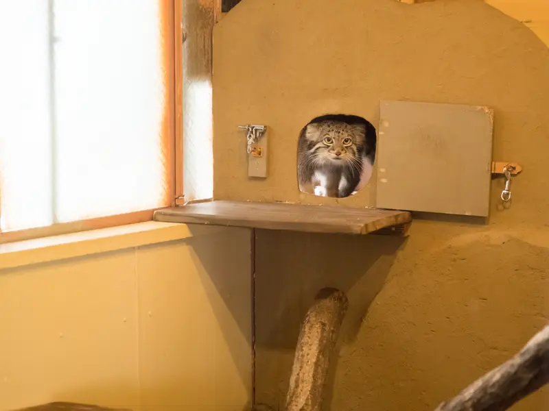 A photograph of Oto in Saitama Children's Zoo
