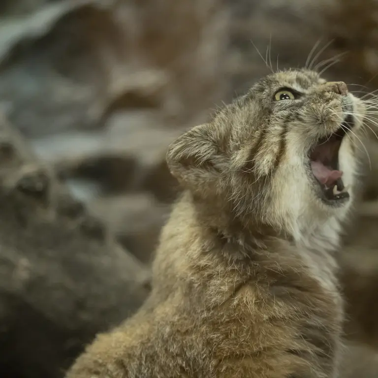 A photograph of Primula in Ueno Zoological Gardens