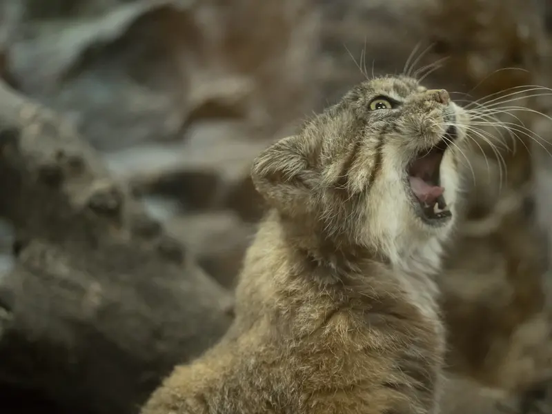 A photograph of Primula in Ueno Zoological Gardens