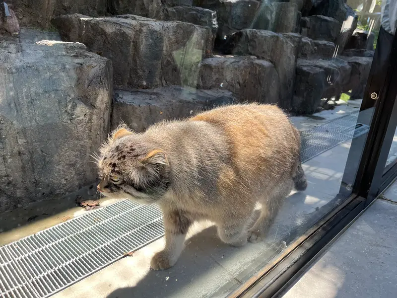 A photograph of a Pallas's cat