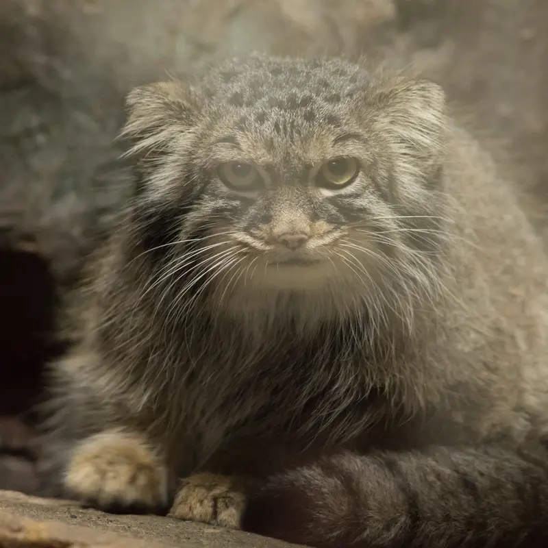 A photograph of Shafran in Ueno Zoological Gardens