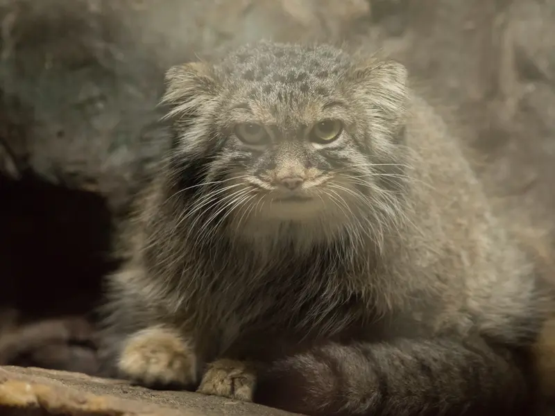 A photograph of Shafran in Ueno Zoological Gardens
