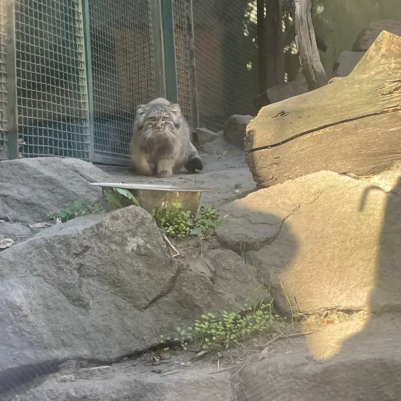 A photograph of Boris Ⅱ in Budapest Zoo & Botanical Garden
