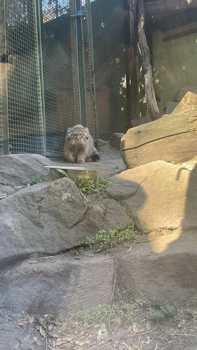 A photograph of Boris Ⅱ in Budapest Zoo & Botanical Garden