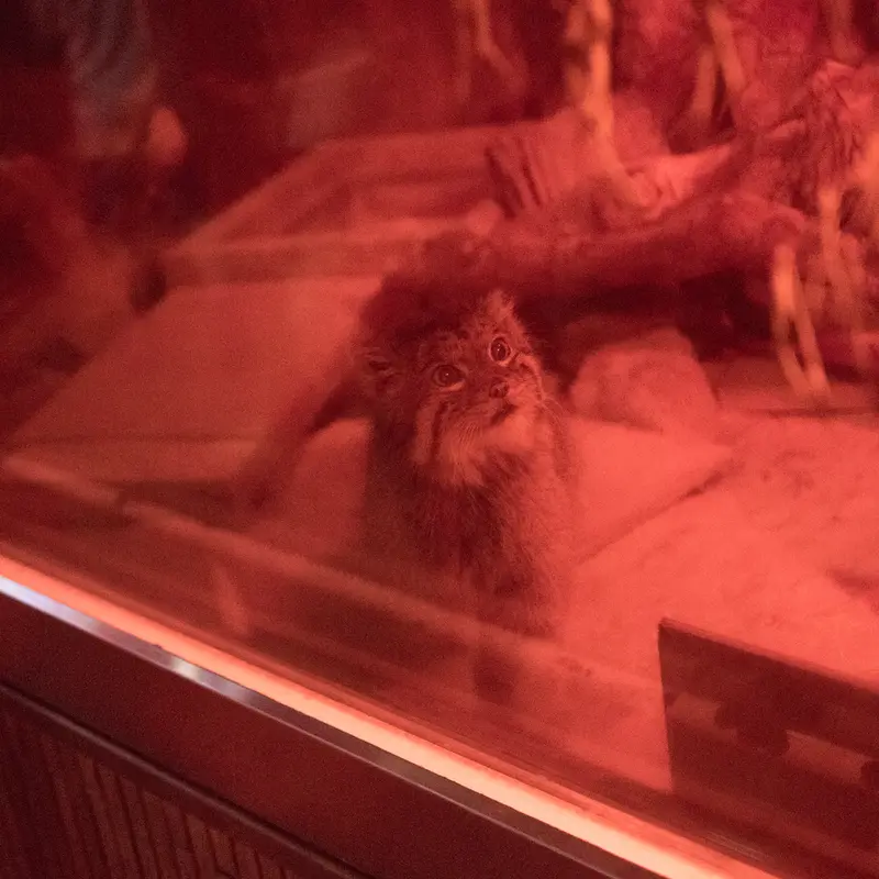 A photograph of Naim in Ueno Zoological Gardens