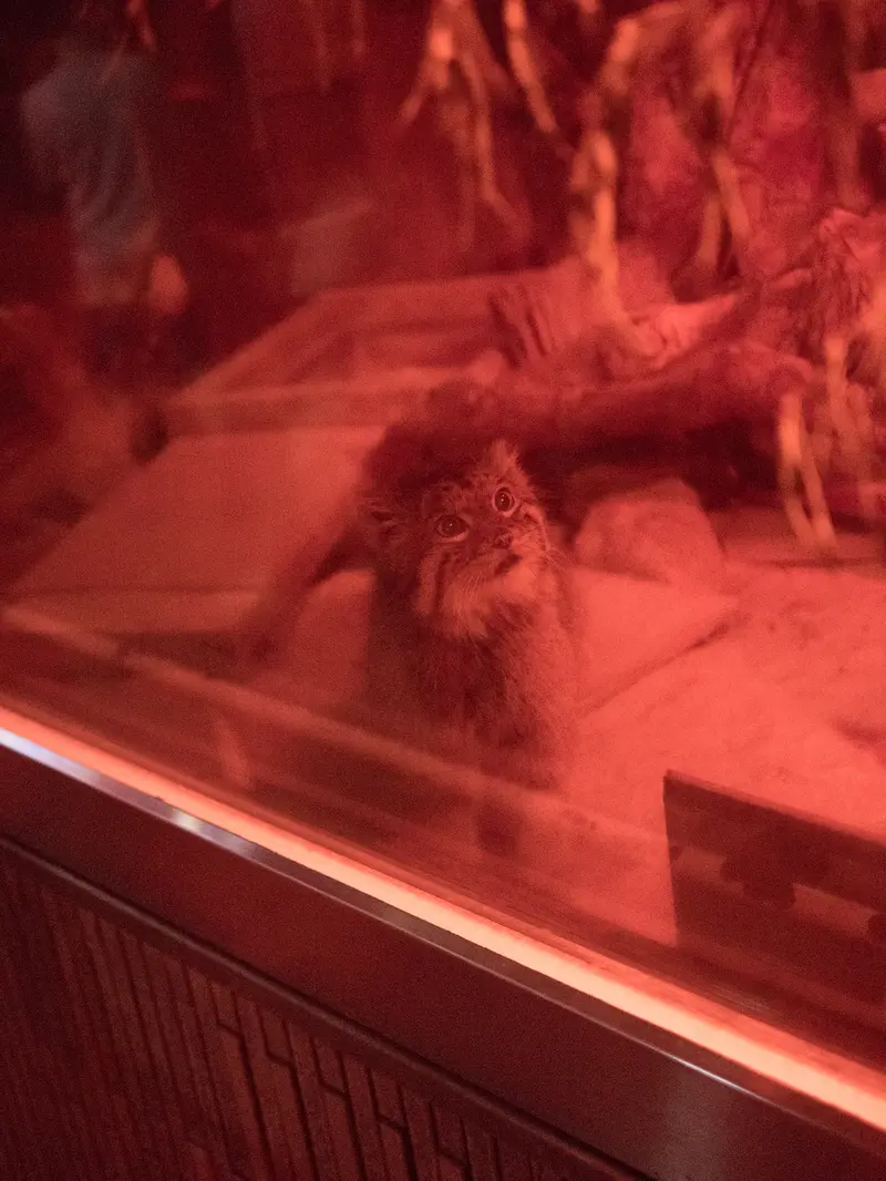 A photograph of Naim in Ueno Zoological Gardens