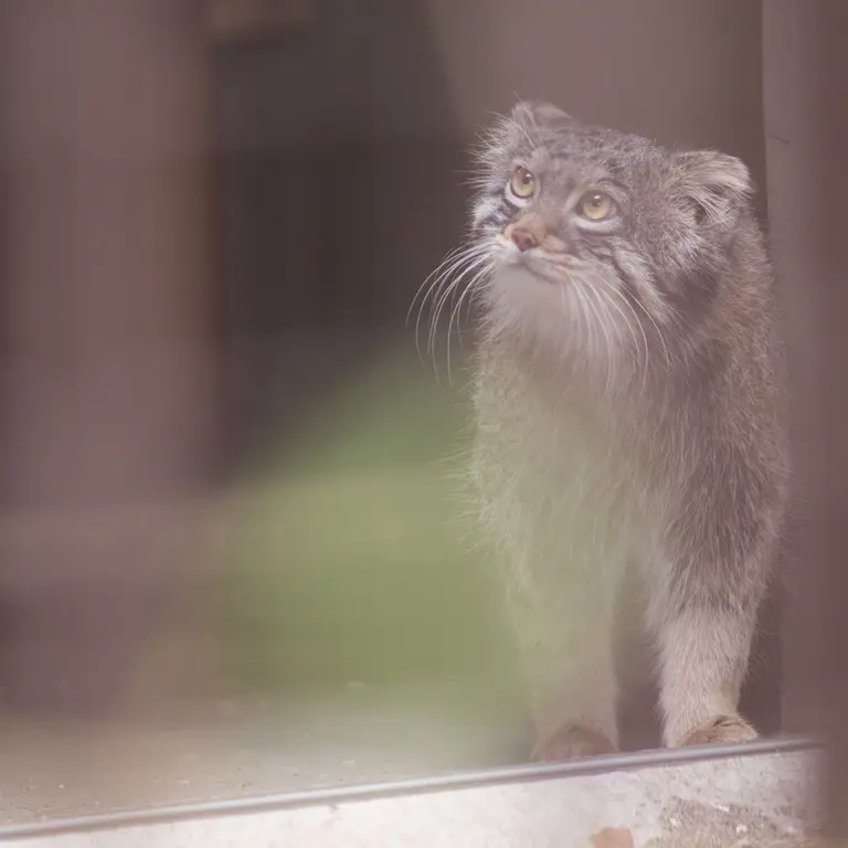 A photograph of Figa in Nogeyama Zoo
