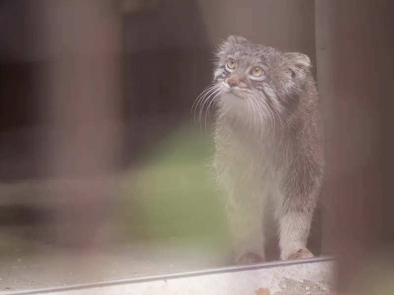 A photograph of Figa in Nogeyama Zoo