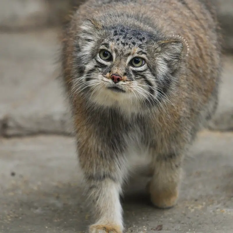 A photograph of Az in Kobe Animal Kingdom