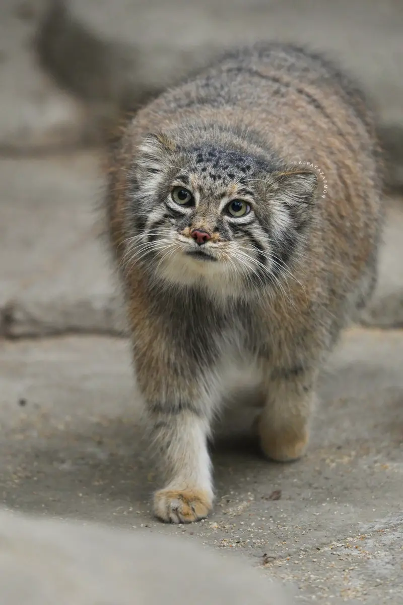 A photograph of Az in Kobe Animal Kingdom
