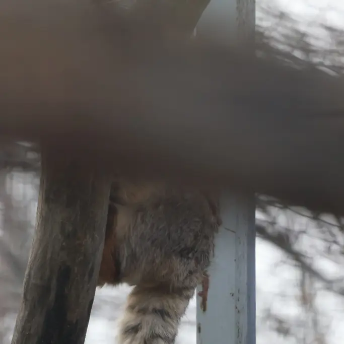 A photograph of a Pallas's cat