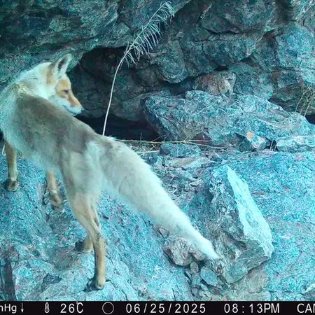 A photograph of Red fox from Zhundy 1 camera trap