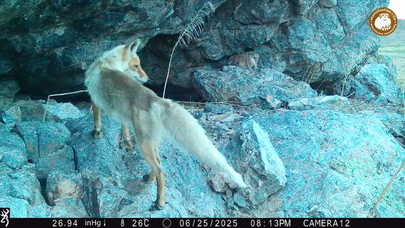 A photograph of Red fox from Zhundy 1 camera trap
