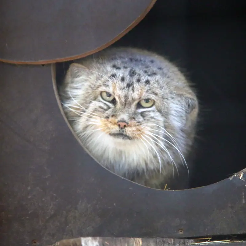 A photograph of Alani in Košice Zoo