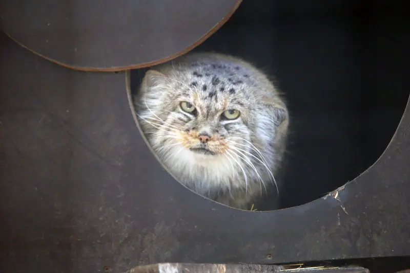 A photograph of Alani in Košice Zoo