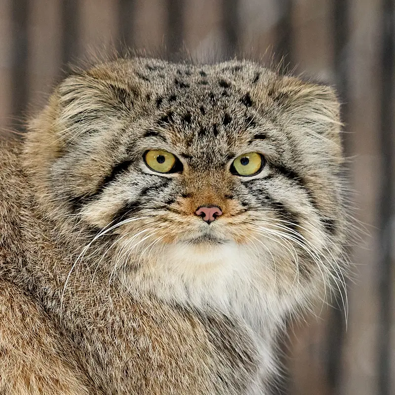 Skif the Pallas's cat from Greens Zoological Rescue and Rehabilitation Centre