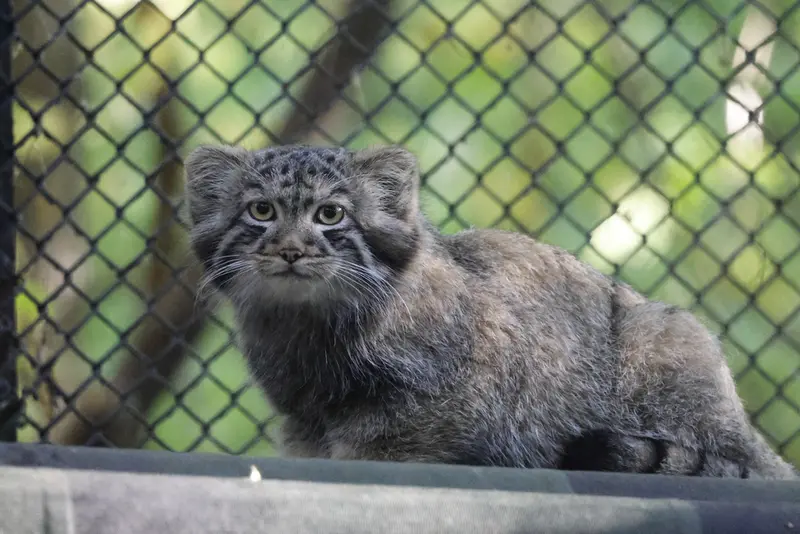 A photograph of a Pallas's cat in Novosibirsk Zoo