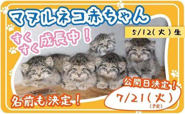 Az’s kittens have been given names!