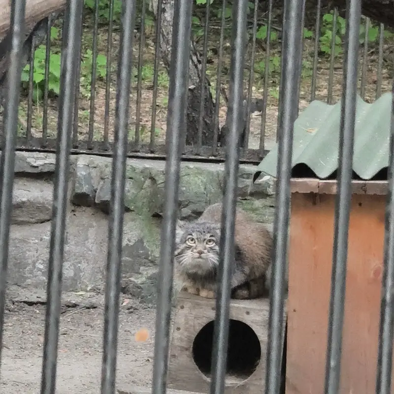 A photograph of a Pallas's cat in Novosibirsk Zoo