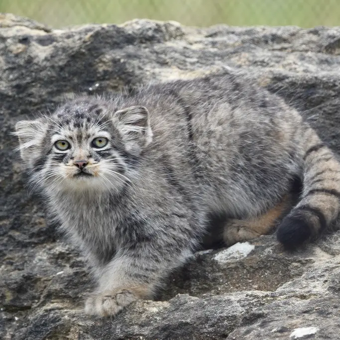 A photograph of a Pallas's cat in Port Lympne Wild Animal Park